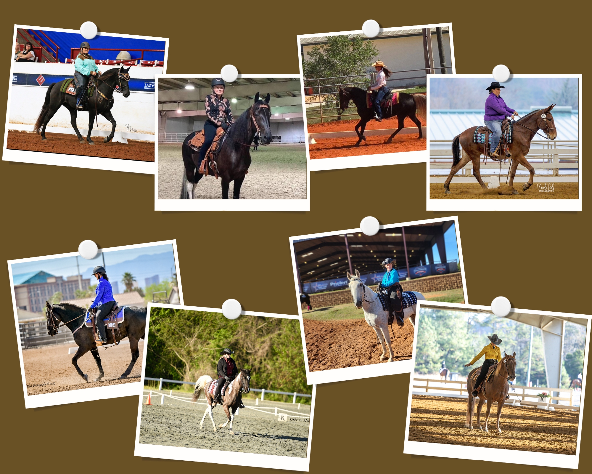 WDAA Gaited Horses and Mules